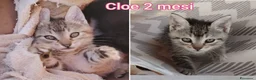 Altre razze gatti in regalo: GATTINI ABBANDONATI: EMERGENZA  a Città metropolitana di Milano - Annuncio 12