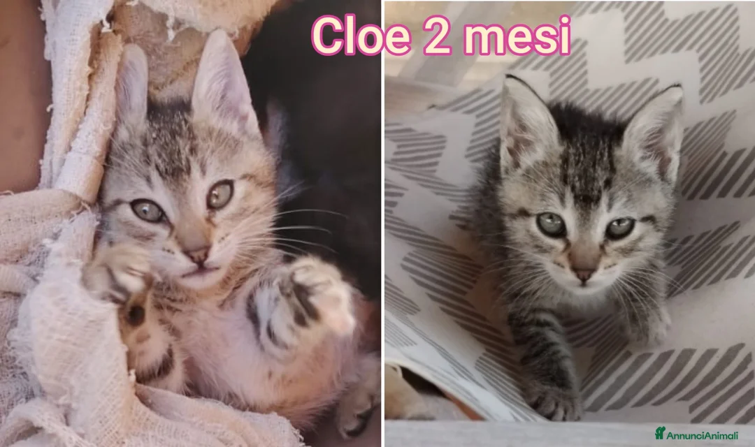 Altre razze gatti in regalo: GATTINI ABBANDONATI: EMERGENZA  a Città metropolitana di Milano - Annuncio 12