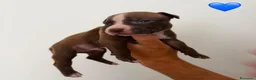Pitbull cani in vendita: Cuccioli pitbull - Annuncio 11