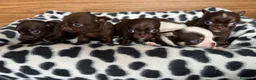 Chihuahua cani in vendita: Cuccioli di chihuahua con pedigree - Annuncio 3