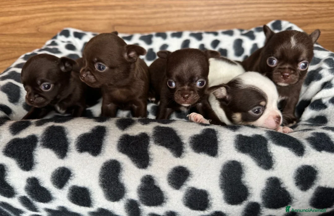 Chihuahua cani in vendita: Cuccioli di chihuahua con pedigree - Annuncio 3