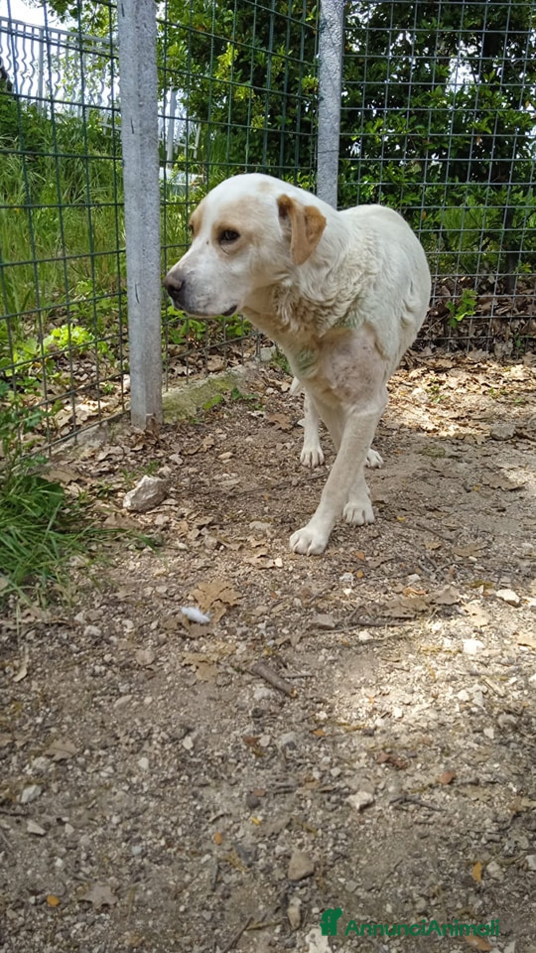 Labrador cani in regalo: OSVALDO  a Provincia di Avellino - Immagine 1