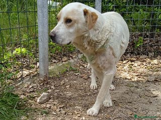 Labrador cani OSVALDO a Provincia di Avellino - Annuncio 3