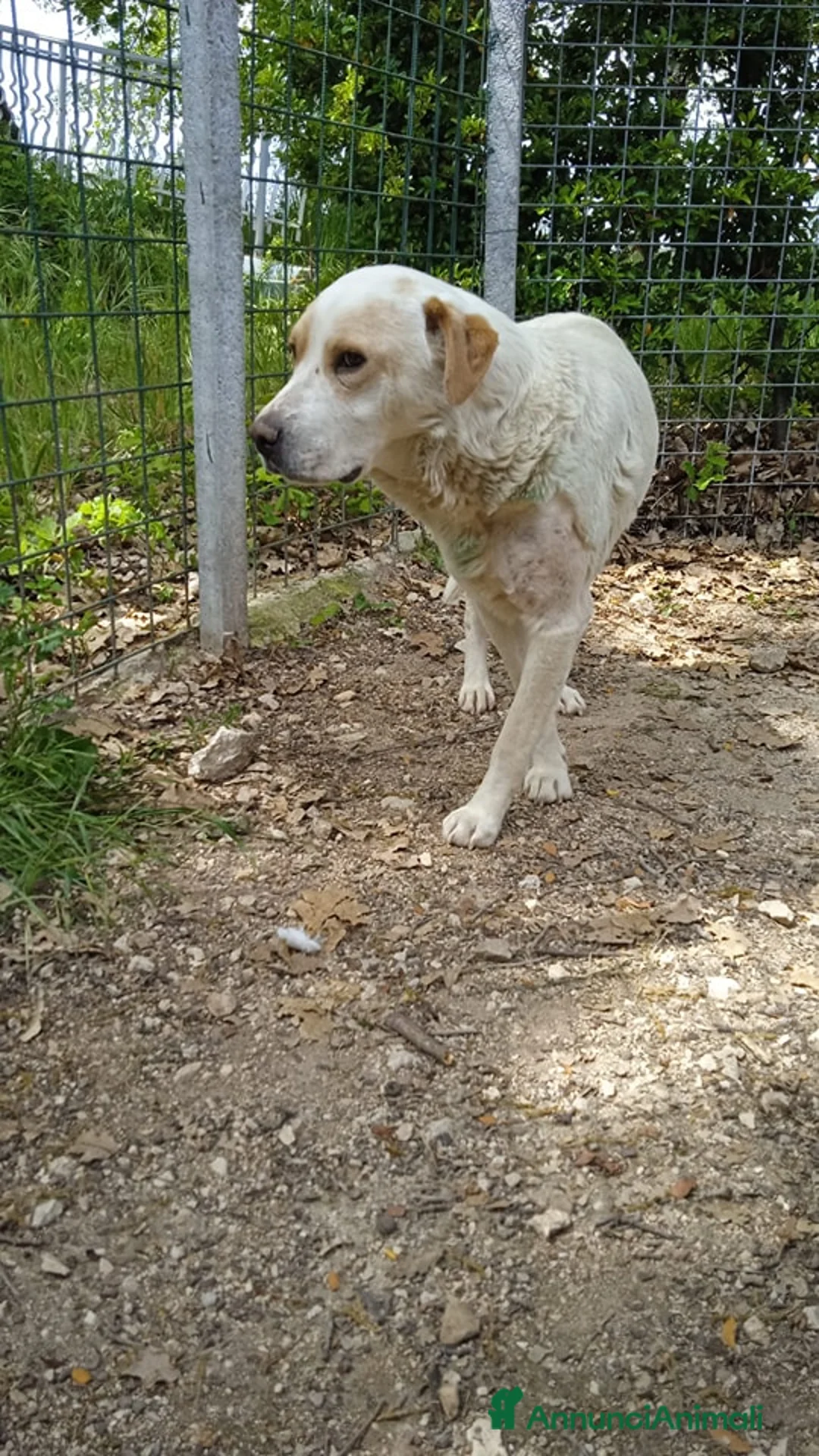 Labrador cani in regalo: OSVALDO  a Provincia di Avellino - Annuncio 1