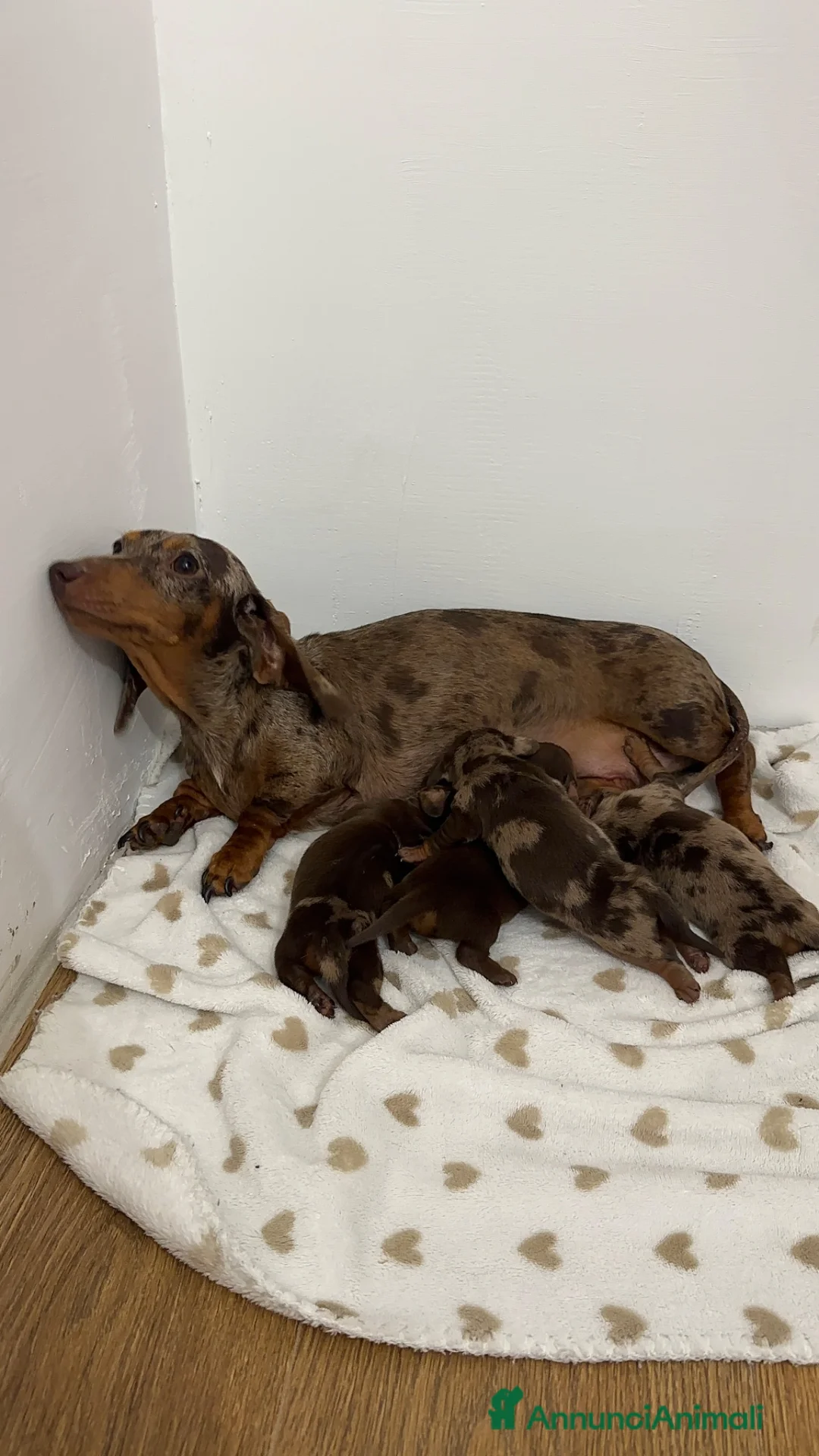 Bassotto cani in vendita: Disponibili cuccioli di bassotti  - Annuncio 1