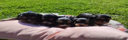 Cocker cani in vendita: Cocker  - Annuncio 7