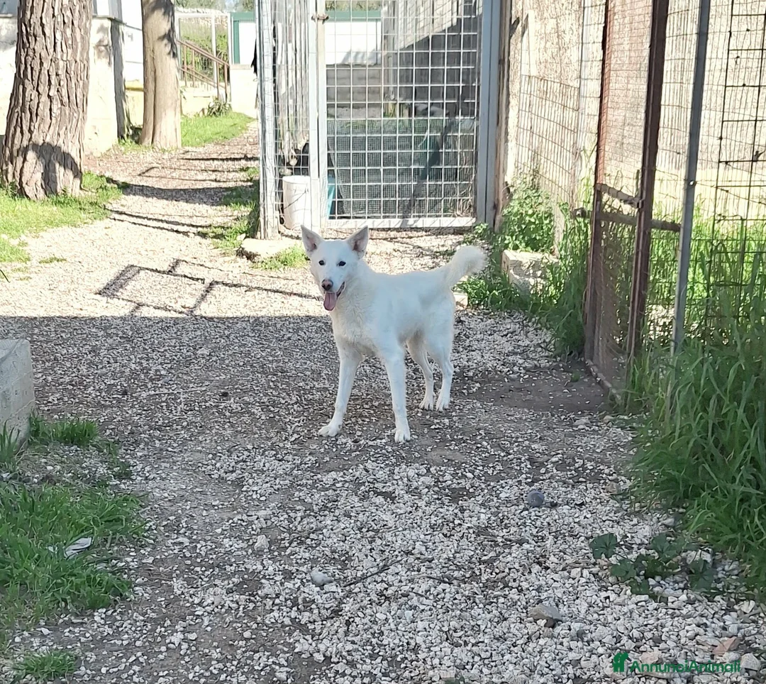 Meticcio cani in regalo: Erik stupendo mix pastore svizzero in adozione  - Annuncio 8