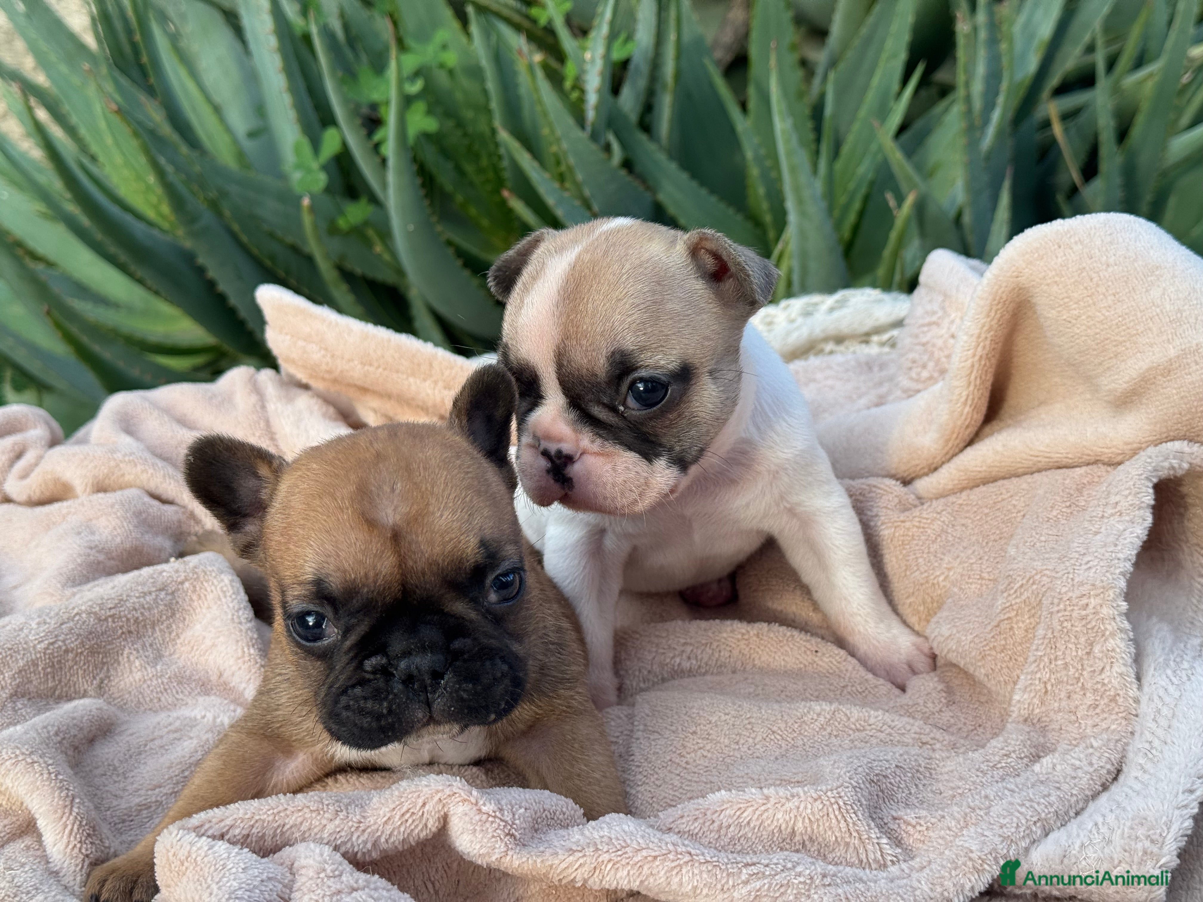 Bulldog Francese cani Cucciolo bulldog francese  - Annuncio 2