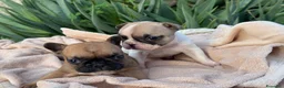 Bulldog Francese cani in vendita: Cucciolo bulldog francese  - Annuncio 2