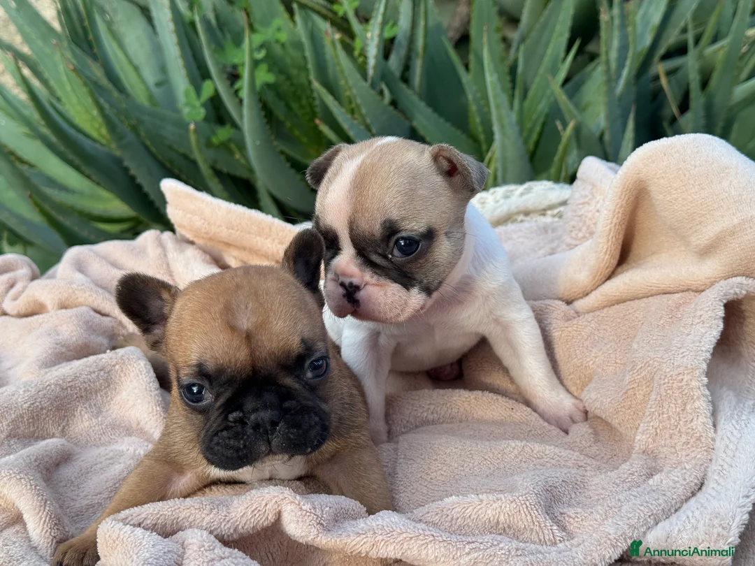 Bulldog Francese cani in vendita: Cucciolo bulldog francese  - Annuncio 2