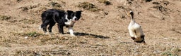 Border Collie cani in vendita: Intelligentissima cucciolotta - Annuncio 4