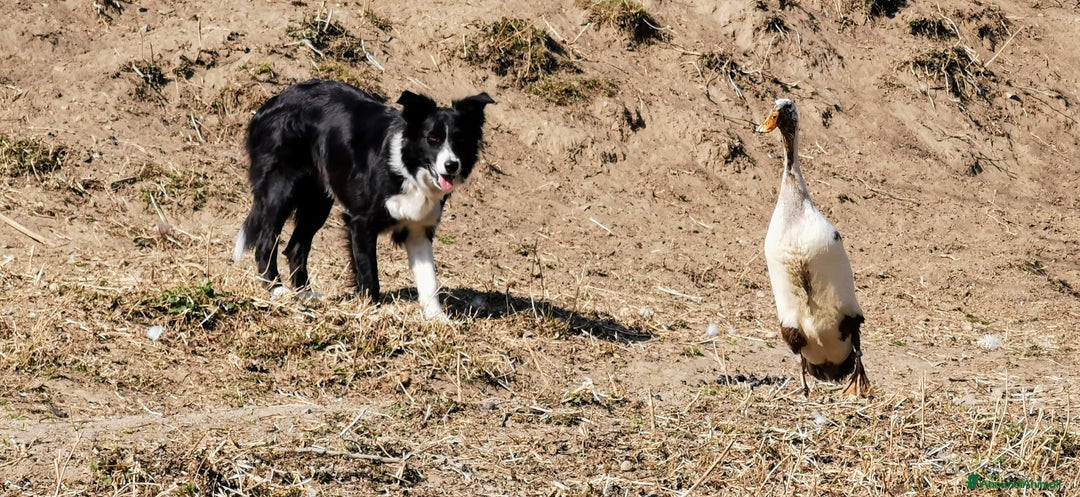 Border Collie cani in vendita: Intelligentissima cucciolotta - Annuncio 4