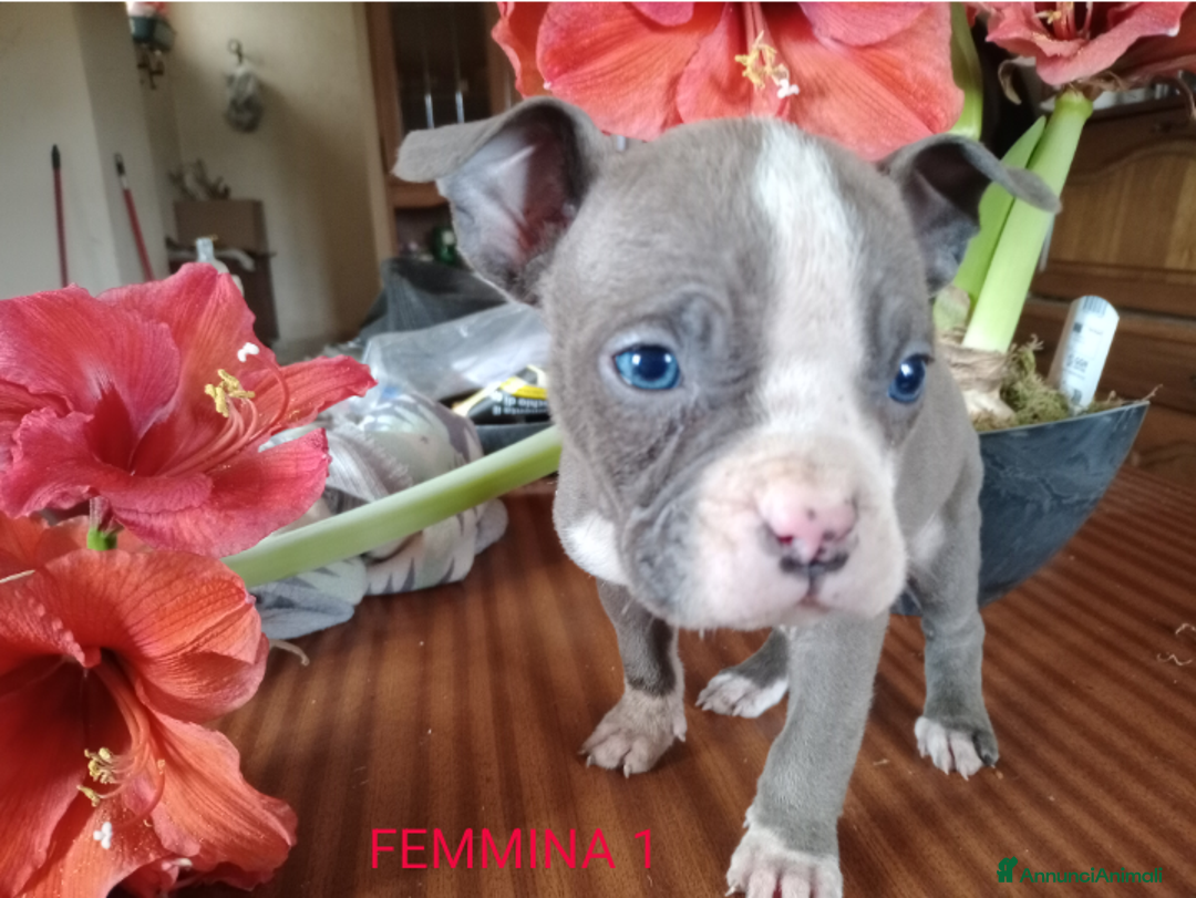 American Bully cani in vendita: American Bully, genitori addestrati da pet terapy  - Annuncio 13