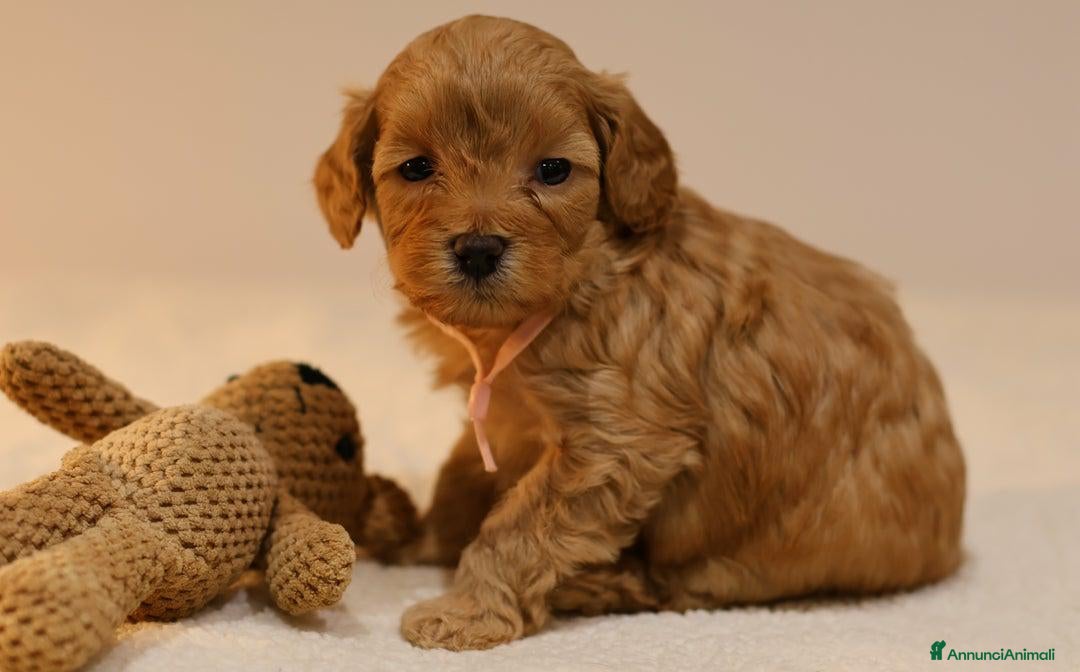Meticcio cani Cuccioli di F1BB Cavapoo Rosso &amp; Crema - Annuncio 8