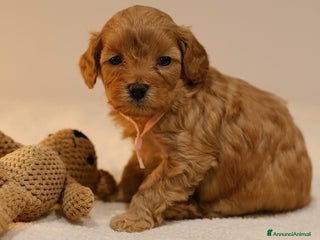 Meticcio cani Cuccioli di F1BB Cavapoo Rosso & Crema - Annuncio 12