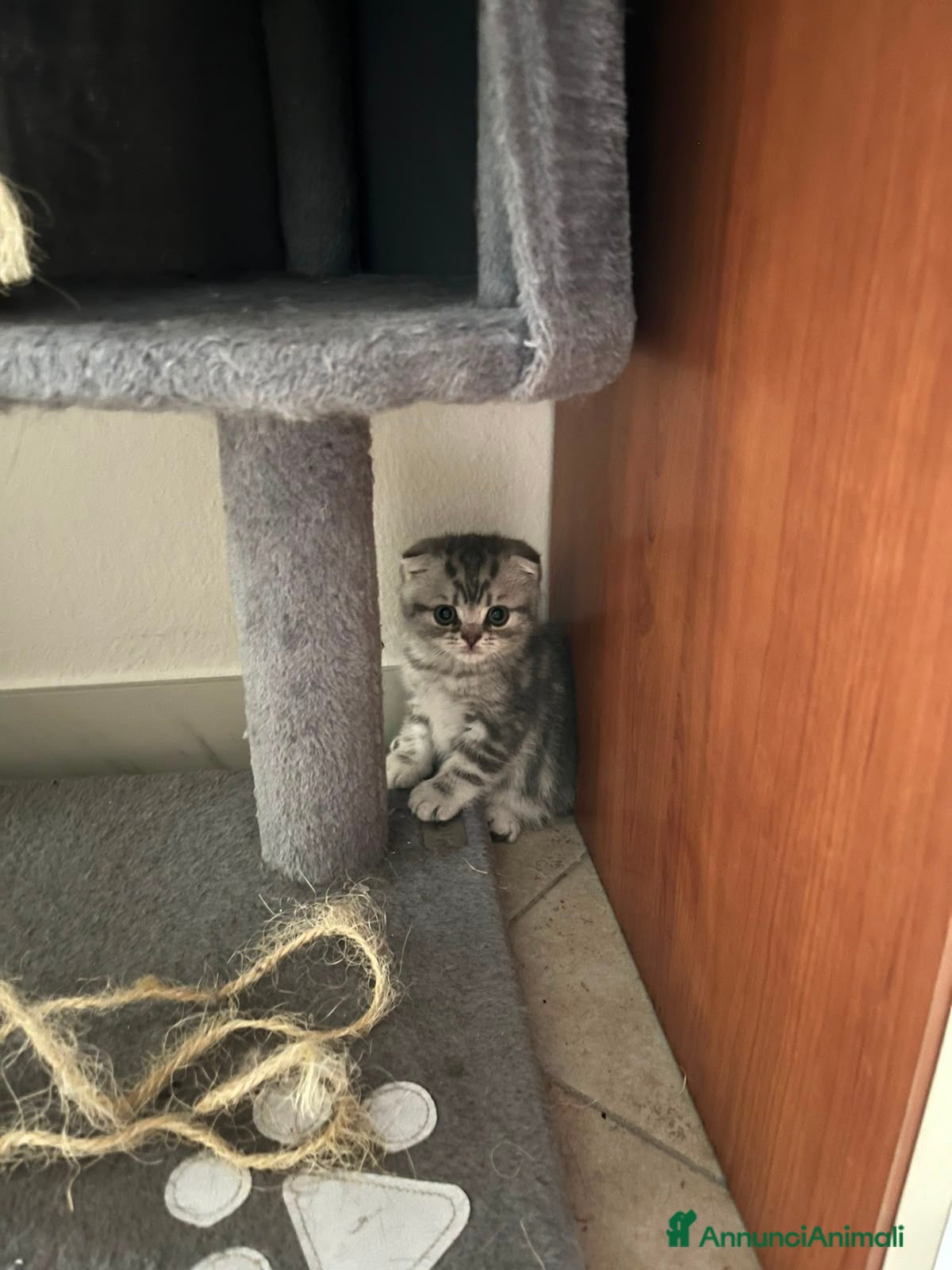 Scottish gatti Splendido Scottish Fold cerca una nuova famiglia - Annuncio 13