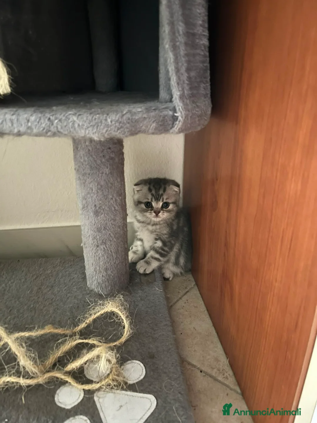 Scottish gatti in vendita: Splendido Scottish Fold cerca una nuova famiglia a Provincia di Rimini - Annuncio 1