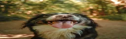 Border Collie cani in regalo: Mila, splendida Border Collie - Annuncio 5