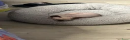 Sphynx gatti in vendita: Vendo gatto sphynx  - Annuncio 4