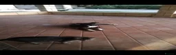 Meticcio cani in regalo: Cucciola NON LA VOGLIONO+!!!! SOS SALVEZZA SICILIA - Annuncio 3