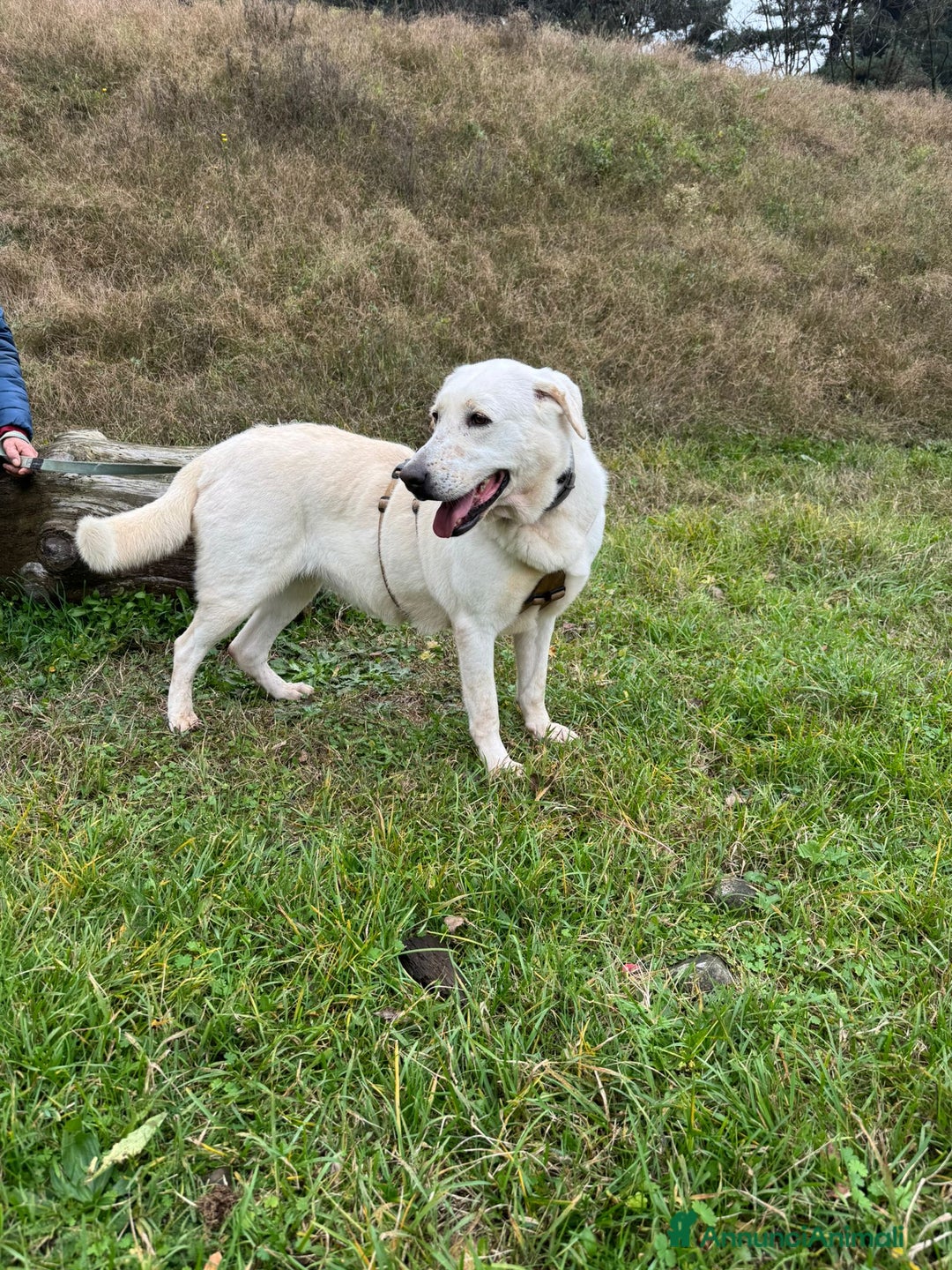 Labrador cani in regalo: Splendida Labrador Easy - Annuncio 1