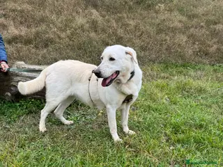 Labrador cani Splendida Labrador Easy - Annuncio 13