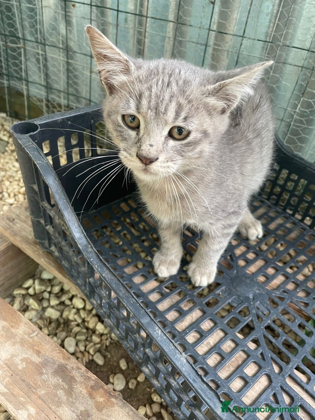 Meticcio gatti in regalo: TIGRO a Città metropolitana di Roma Capitale - Annuncio 7