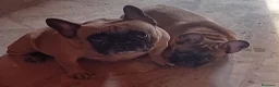 Bulldog Francese cani in vendita: Cuccioli bulldog francese  a Provincia di Ferrara - Annuncio 1