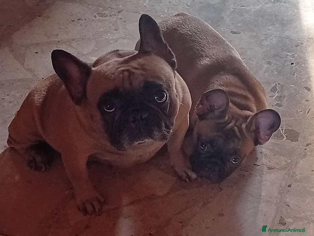 Bulldog Francese cani in vendita: Cuccioli bulldog francese  a Provincia di Ferrara - Annuncio 1