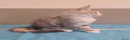 Maine Coon gatti in vendita: Cucciolata F Dolci Fusa - Annuncio 12