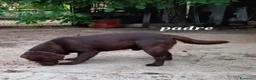 Labrador cani in vendita: Cuccioli di labrador cioccolato  a Provincia di Frosinone - Annuncio 2