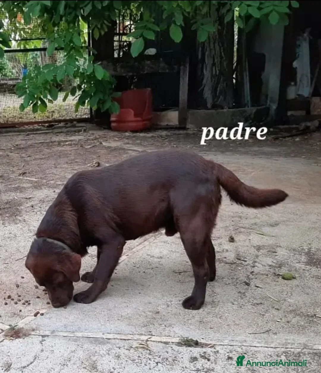 Labrador cani in vendita: Cuccioli di labrador cioccolato  a Provincia di Frosinone - Annuncio 2