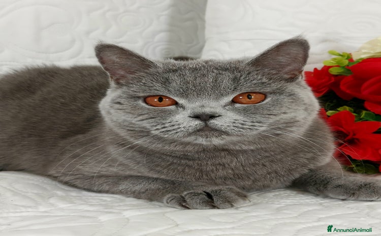 Scottish gatti a Provincia di Pavia - Annuncio 20