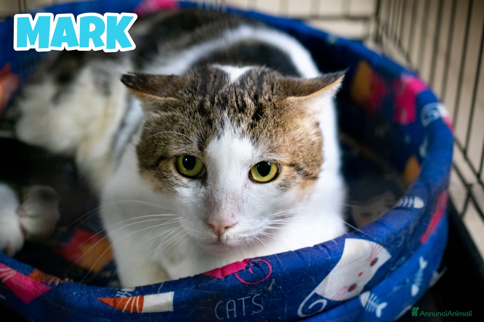 Europeo gatti MARK micio di 2 anni - Annuncio 10