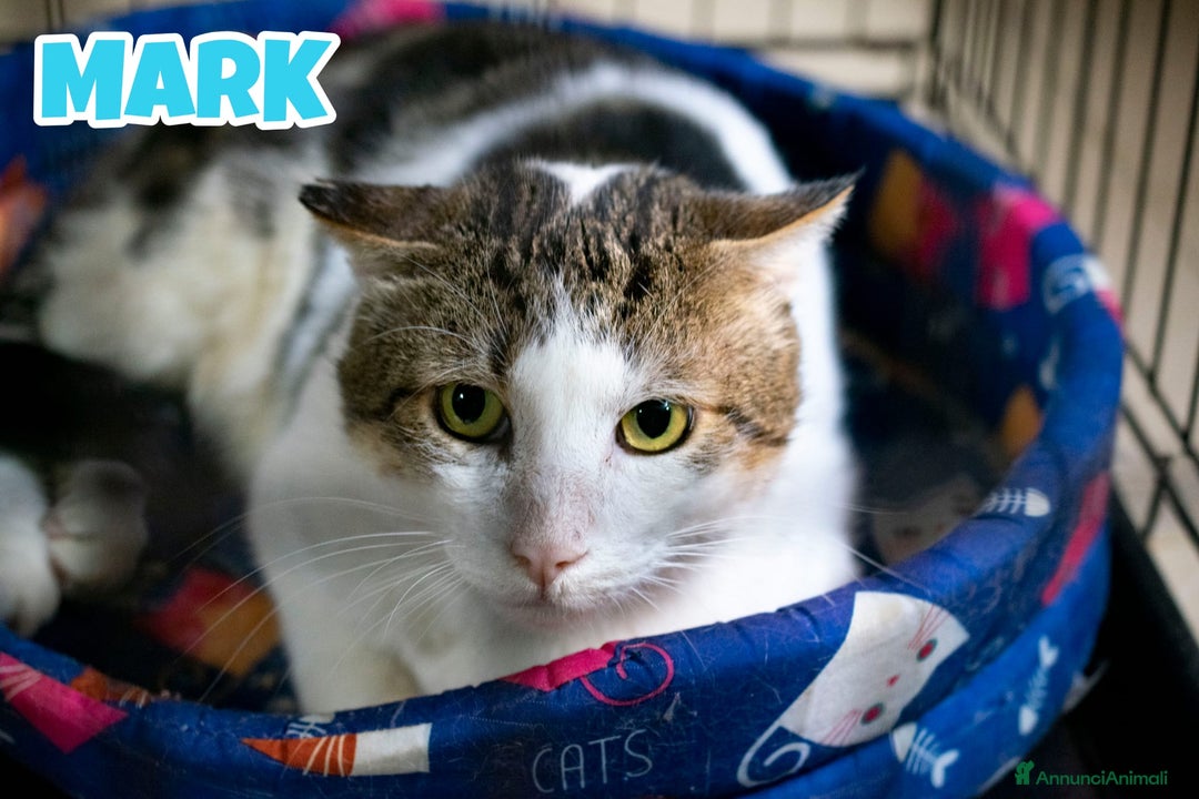 Europeo gatti in regalo: MARK micio di 2 anni - Annuncio 1