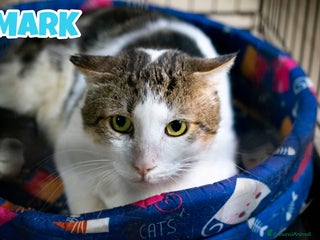 Europeo gatti MARK micio di 2 anni - Annuncio 2