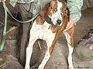 Segugio Maremmano cani in vendita: Cuccioli di Segugi maremmani - Annuncio 1