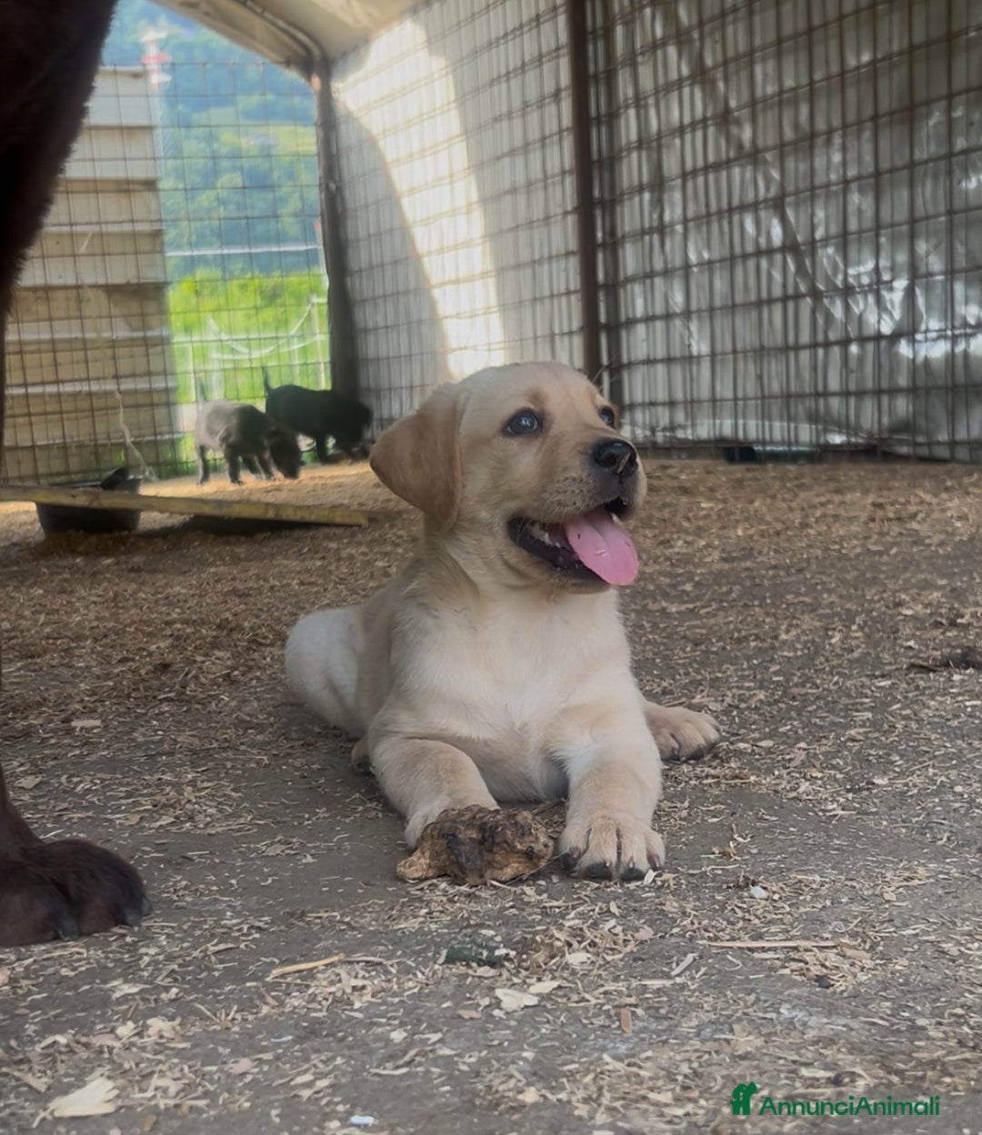 Labrador cani in vendita: Ultimi cuccioli di Labrador  a Provincia di Bergamo - Immagine 14