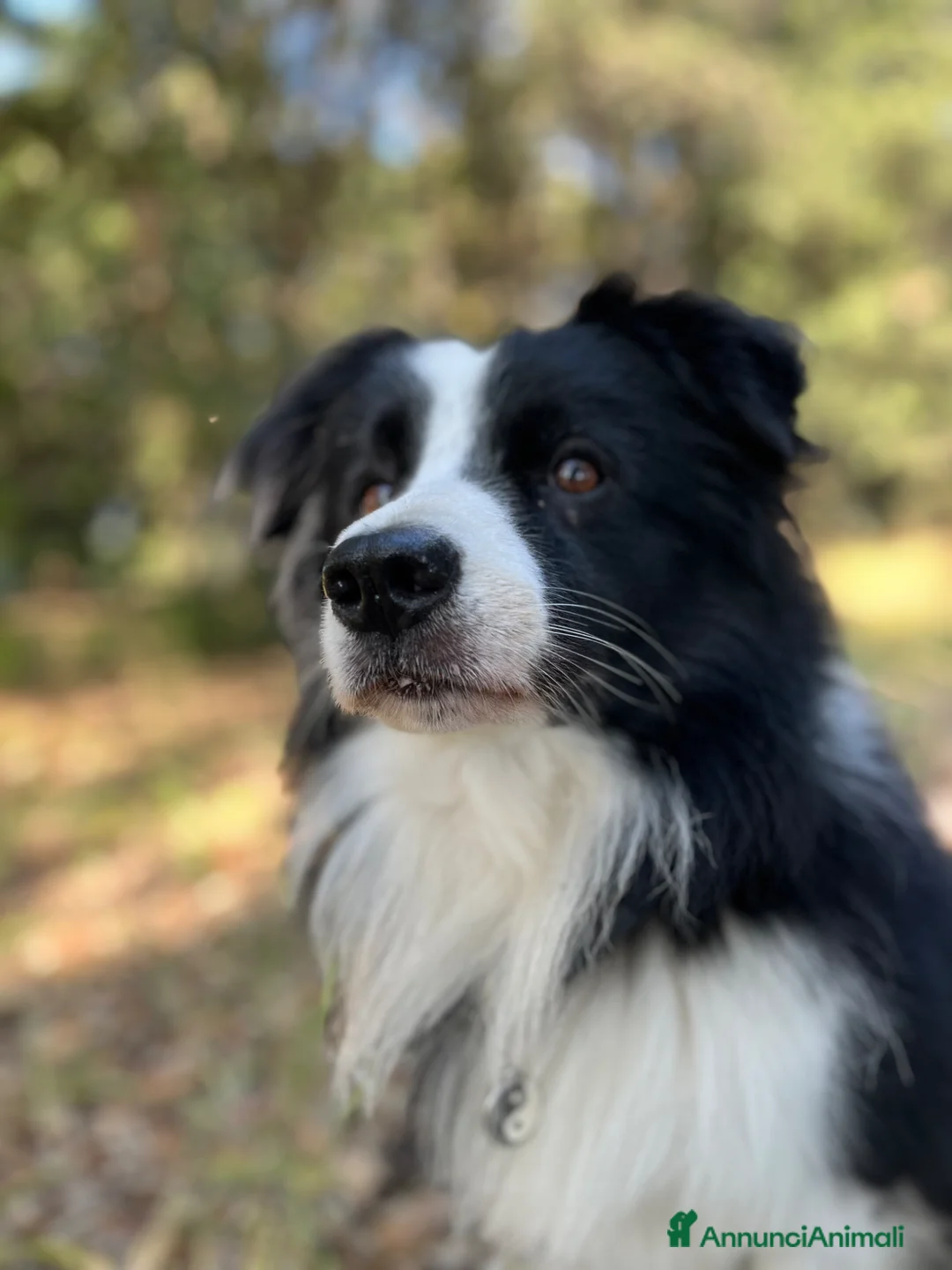 Border Collie cani per accoppiamento: Border Collie disponibile per accoppiamento - Annuncio 1