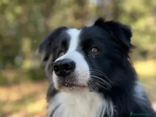 Border Collie cani Border Collie disponibile per accoppiamento - Annuncio 2