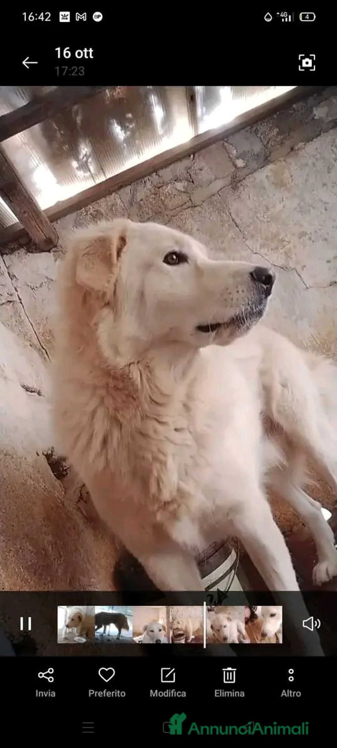 Pastore Maremmano cani in regalo: George Maremmano 3anni mollato in 1terreno.CALABR a Città metropolitana di Milano - Annuncio 3