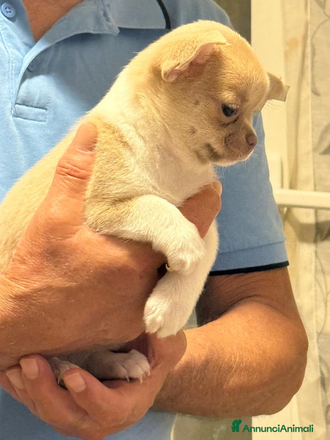 Chihuahua cani in vendita: chihuahua  a Città metropolitana di Milano - Annuncio 2