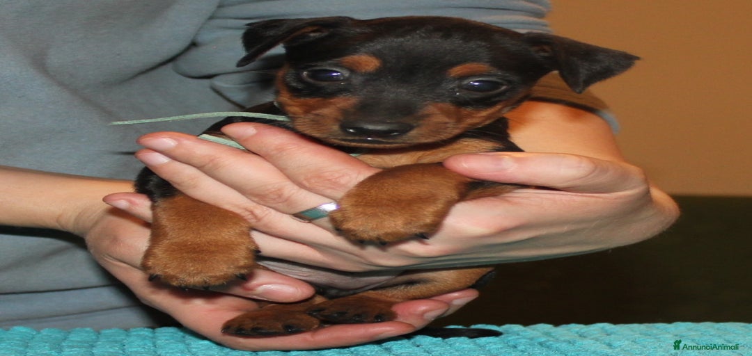 Immagine della galleria {{count}}