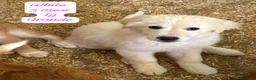 Meticcio cani in regalo: Adotta un cucciolo senza casa  a Provincia di Pistoia - Annuncio 4