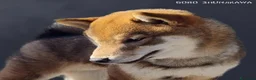 Shiba Inu cani in vendita: Cuccioli di shiba inu - 3 femminucce - - Annuncio 18