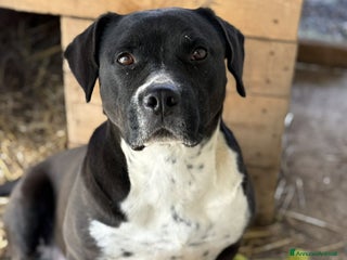 Staffordshire cani ROSA, mix STAFFY incredibilmente coccolona! - Annuncio 37