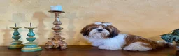 Shih Tzu cani in vendita: SHIH-TZU CUCCIOLI - Annuncio 5