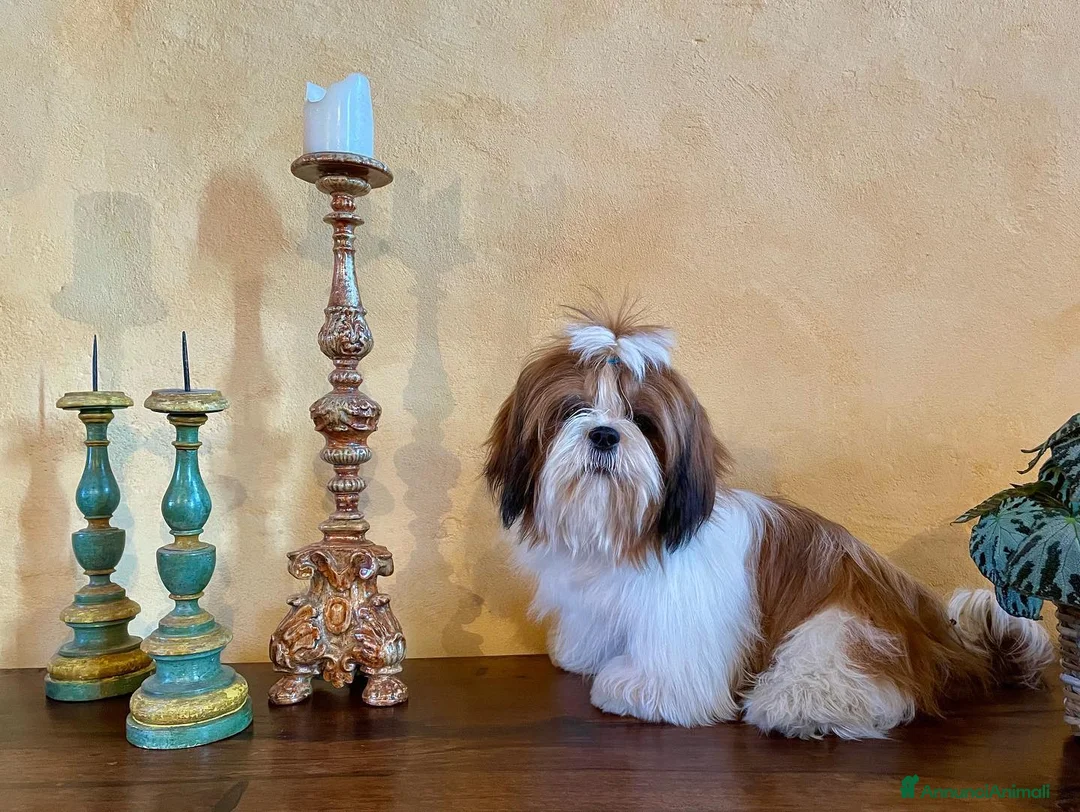 Shih Tzu cani in vendita: SHIH-TZU CUCCIOLI - Annuncio 5