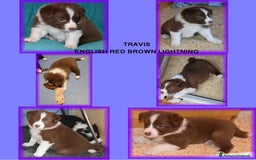 Border Collie cani in vendita: CUCCIOLO MARRONE BORDER COLLIE  a Città metropolitana di Roma Capitale - Immagine 5