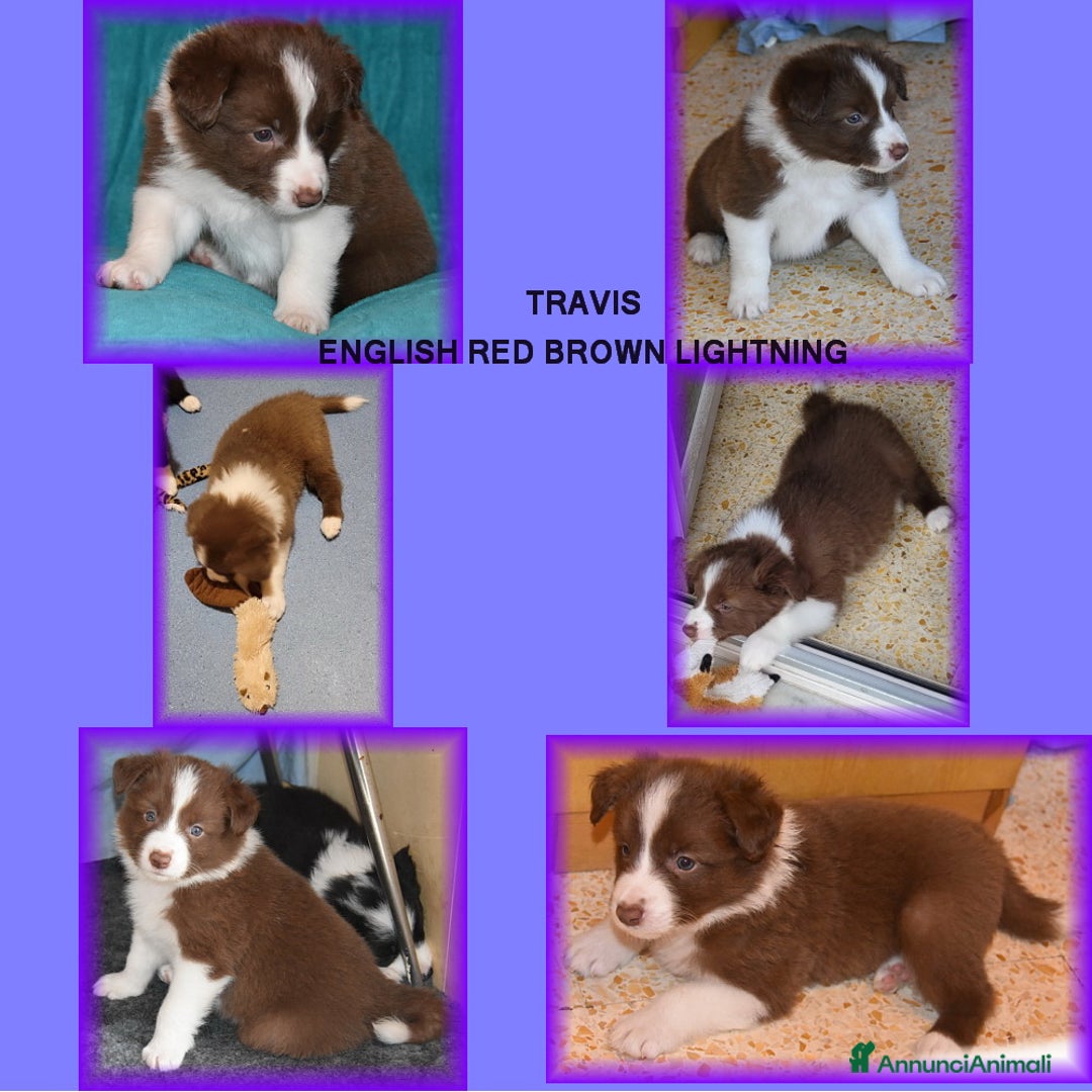 Border Collie cani in vendita: CUCCIOLO MARRONE BORDER COLLIE  a Città metropolitana di Roma Capitale - Immagine 5